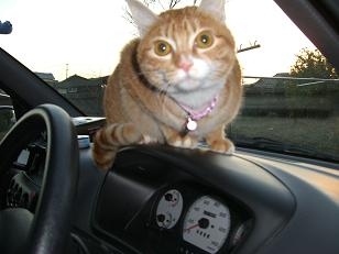 猫画像｜趣味はドライブ♪