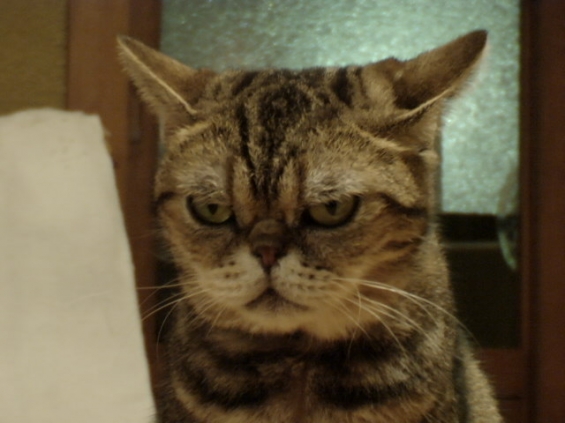 猫画像｜お、怒ってるの・・・茶々さん・・・