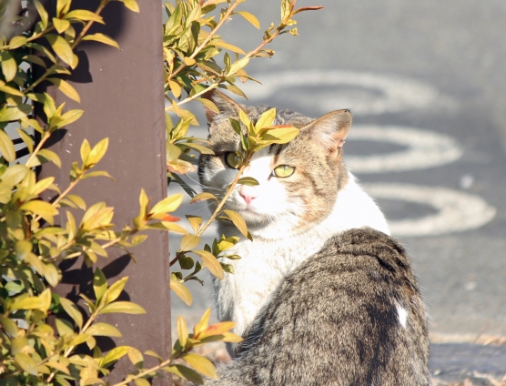 猫画像｜おめめが葉っぱ