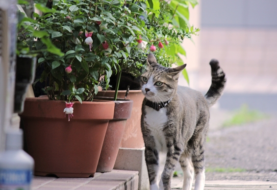 猫画像｜鉢植えとニャンコ