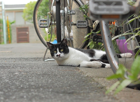 猫画像｜自転車とニャンコ
