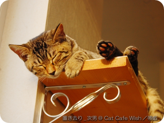 猫画像｜次男(仮名)／おやすみ、佳い夢を