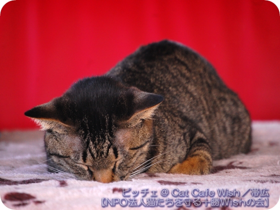 猫画像｜ピッチェ／おやすみ、佳い夢を