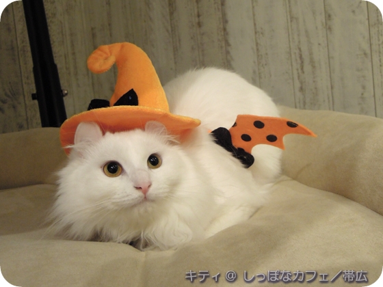猫画像｜キティ／ハッピーハロウィン！