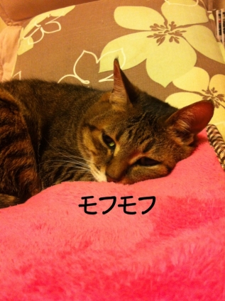 猫画像｜毛布LOVE 2O12
