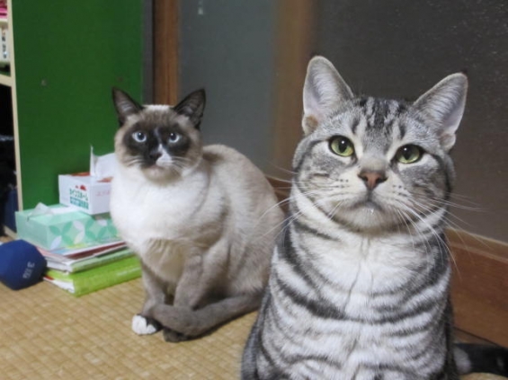 猫画像｜トムとレオ