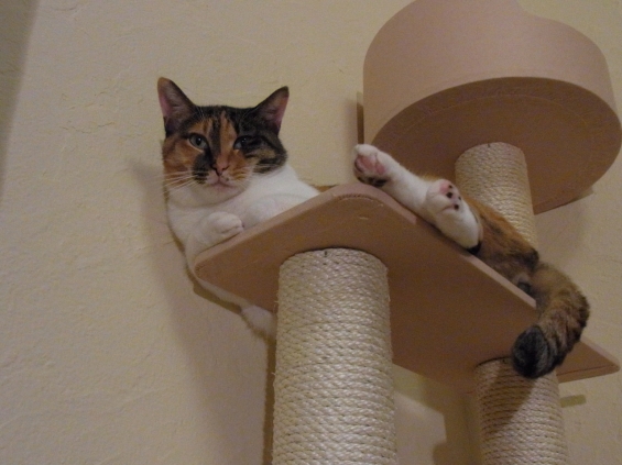 猫画像｜聖くん、キャットタワーでくつろぎ中。