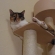 猫画像｜聖くん、キャットタワーでくつろぎ中。
