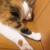 猫画像｜ここを