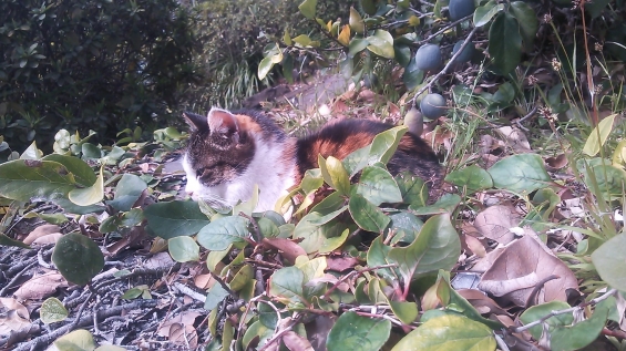 猫画像｜旅先(鹿児島)で、出会った猫さん！