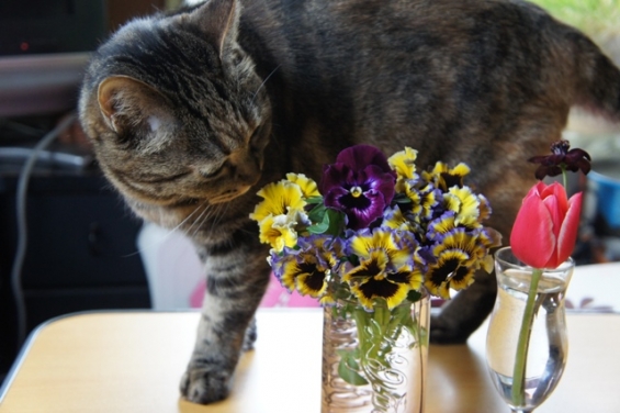 猫画像｜これは・・お庭にあったお花にゃん！