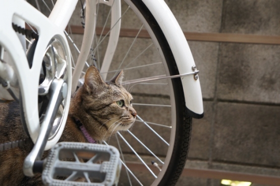 猫画像｜自転車邪魔にゃん