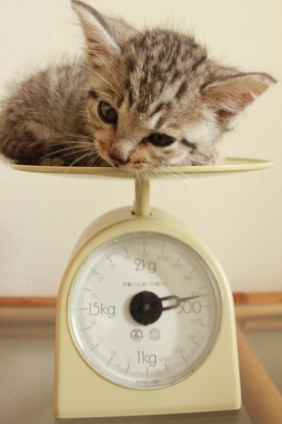 猫画像｜体重測定中♪