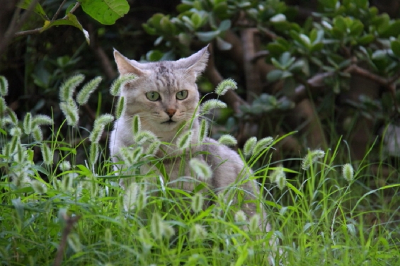 猫画像｜ネコジャラシの茂みで。。。