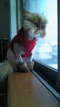 猫画像｜にゃんセーター