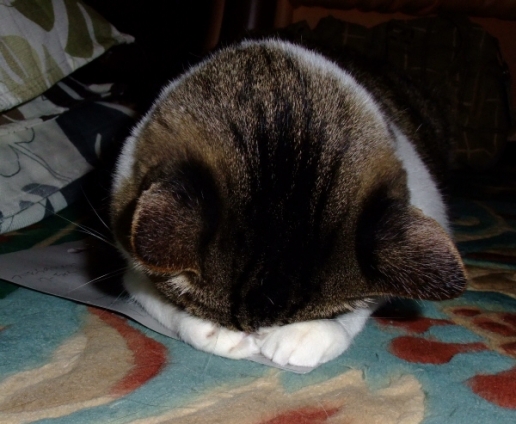 ネコジマン ごめん寝 猫画像 猫写真の投稿サイト