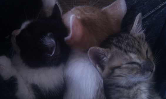 猫画像｜寝ている子猫たち