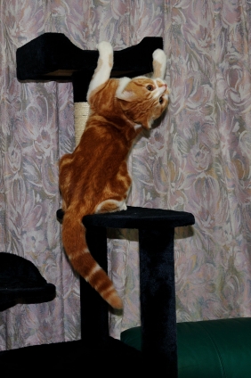猫画像｜ジャンプ～