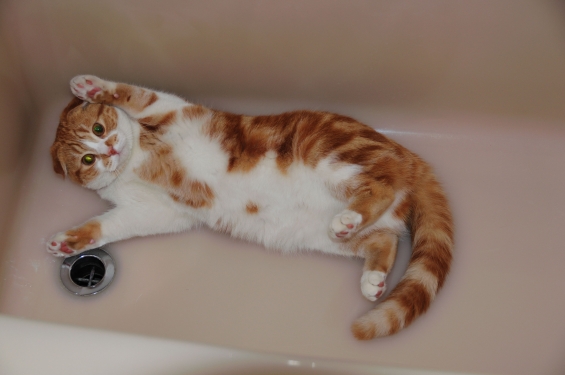 猫画像｜バンザイ！お風呂でリラックス～