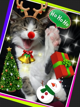 猫画像｜★メリークリスマス★