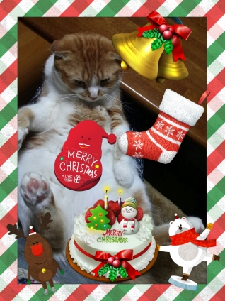 猫画像｜☆メリークリスマス☆
