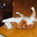 猫画像｜スネスネ～　3－②