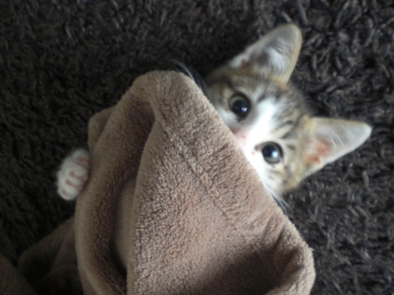 猫画像｜『この毛布だけは…めくらないで。』