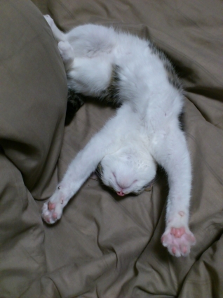 猫画像｜こんな格好で眠れるんだもの。