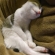 猫画像｜…座って寝なくてもよろしいのに笑。