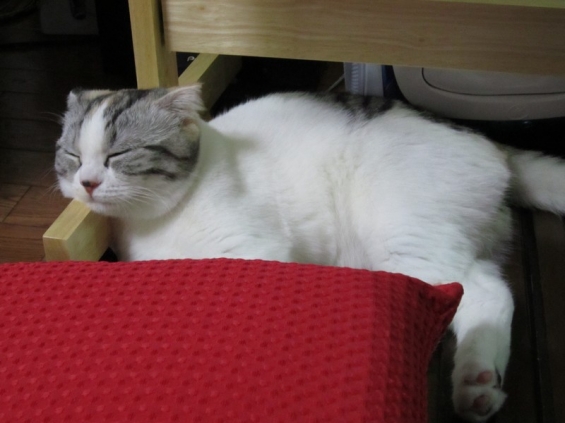 猫画像｜いい枕みっけ♪
