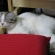 猫画像｜いい枕みっけ♪