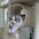 猫画像｜キャットタワー（トンネル～♪）