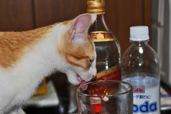 猫画像｜お酒はハタチになってから！