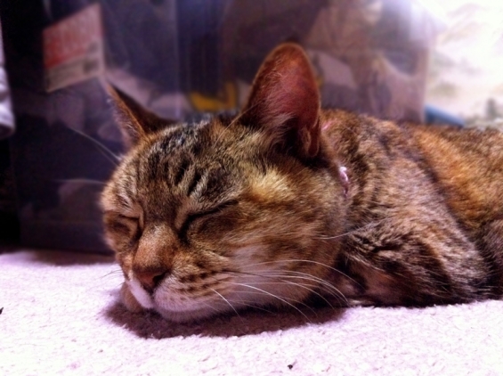 猫画像｜ミィコさんの寝顔