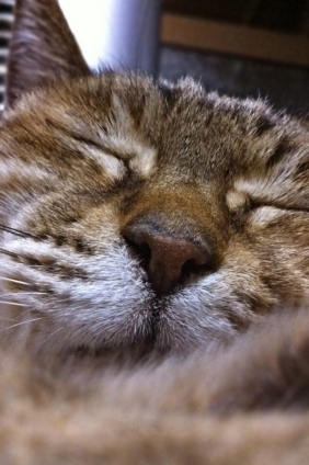 猫画像｜お眠中