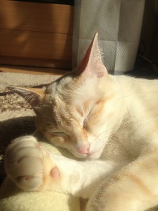 猫画像｜夕日に照らされ眠れるイケメン珀ちゃん