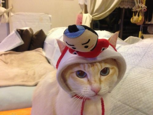 猫画像｜イケメン珀ちゃん帽子がよく似合うね！！