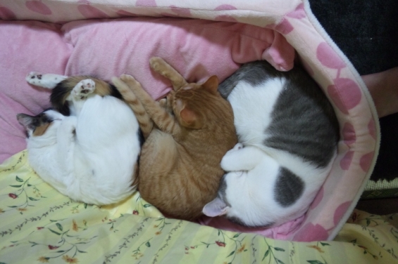 猫画像｜ネコだんご３兄弟