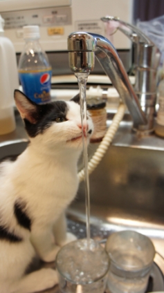 猫画像｜新鮮なお水が好き