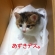 猫画像｜2011年8月14日のあずきちゃん。