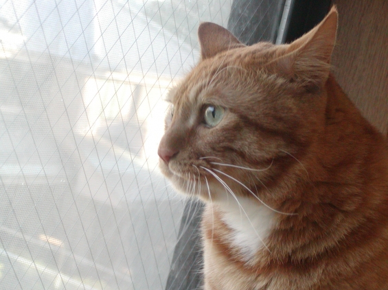 猫画像｜窓の外を見つめるふら