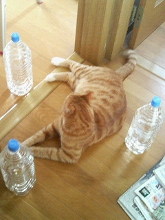 猫画像｜猫避けのペットボトルは無意味
