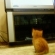 猫画像｜テレビ見てるニャ