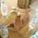 猫画像｜猫避けのペットボトルは無意味