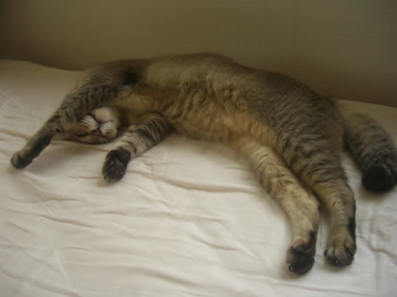 猫画像｜ゾンビのような寝姿