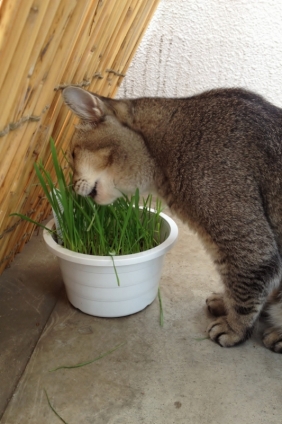 猫画像｜ネコ草食べてます(=^・^=)