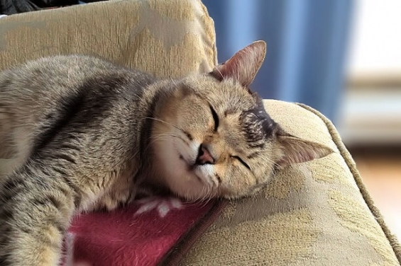 猫画像｜笑顔で爆睡する♪ちぃ～ちゃん