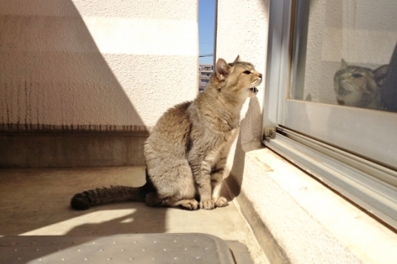 猫画像｜早く窓開けてニャー！