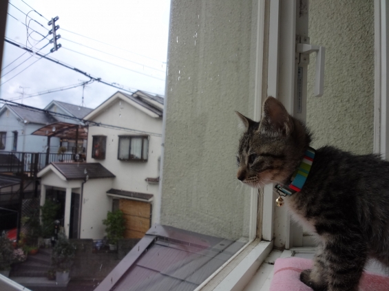 猫画像｜外は雨