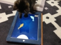 iPad魚と戯れ